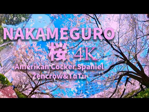 【わんlog85  目黒川桜】4K 最後の目黒川の桜を散歩