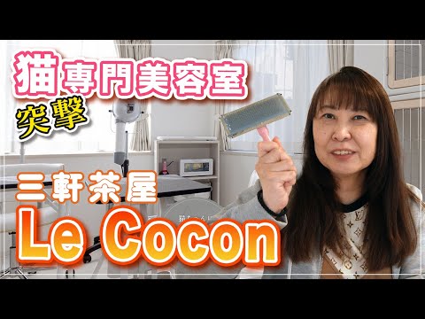 新企画！突撃となりの推奨店、三軒茶屋Le Cocon（ル・ココン）プライベート空間が猫に優しい猫専門美容室