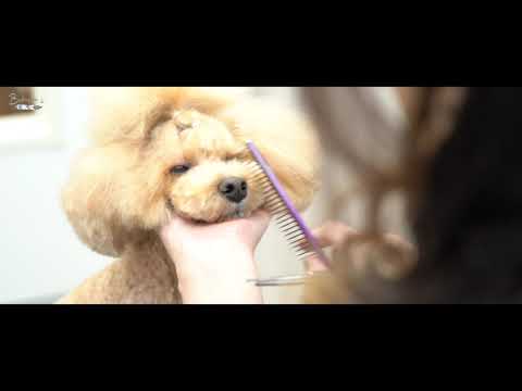 東京都品川区大井町のトリミングサロン　Dog salon Bebegim  （ドッグサロンべべイム）