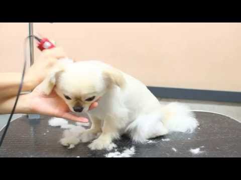 江東区　犬とネコの美容室　花　トリミング風景